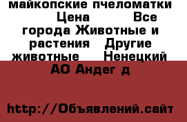  майкопские пчеломатки F-1  › Цена ­ 800 - Все города Животные и растения » Другие животные   . Ненецкий АО,Андег д.